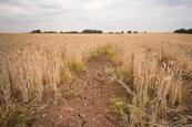 shutterstock_1150405709