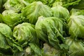 A large quantity of iceberg lettuce