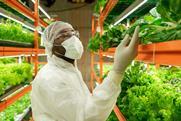 Young African male agroengineer in workwear looking at green spinach seedlings