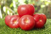 Fresh,Red,Tomatoes,With,Water,Droplets,Arranged,On,Green,Grass