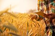Young,Man,Agriculture,Engineer,Squatting,In,Gold,Wheat,Field,With
