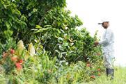 ofi_Ecuador_Cocoa_Farmer_Agroforestry_main