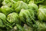 A large quantity of iceberg lettuce