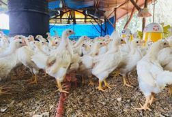 No,More,Culls.,Male,Chicks,Are,Reared,To,Produce,More