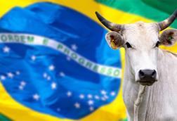 Nellore cattle with blurred Brazil flag background