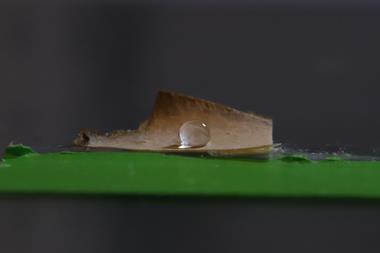 topstory-e1771595260955