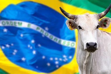 Nellore cattle with blurred Brazil flag background