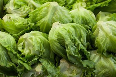 A large quantity of iceberg lettuce