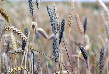 Sooty,Mould,Black,Mould,On,Wheat,Ears,,Cladosporium,Herbarum,Alternaria