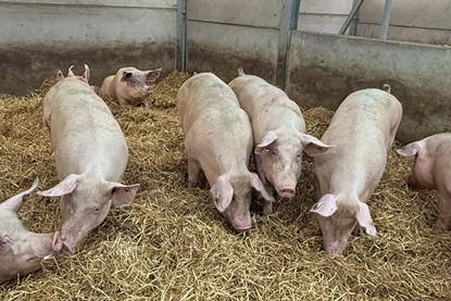 pig