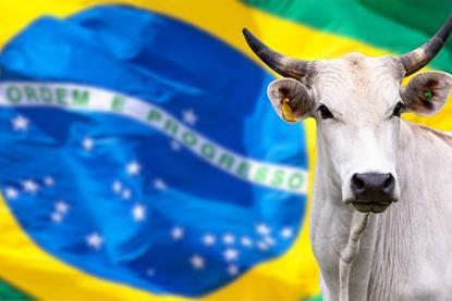 Nellore cattle with blurred Brazil flag background