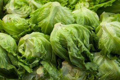 A large quantity of iceberg lettuce