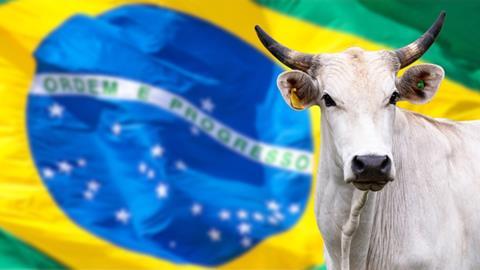 Nellore cattle with blurred Brazil flag background