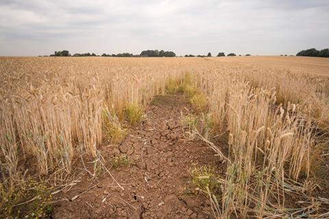 Patch of dry cracked ground in a Barley crop field