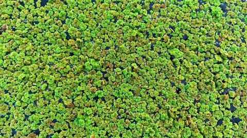 Azolla,Plants,Floating,On,Water,During,The,Day