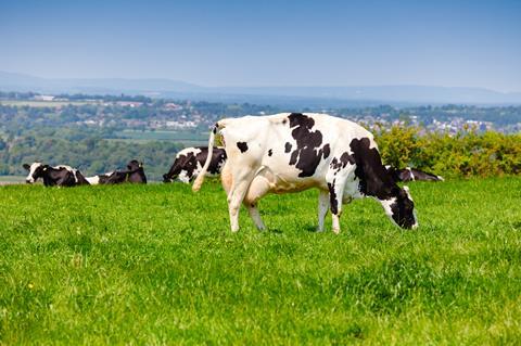 Holstein,Friesian,Dairy,Cattle,At,Pasture,On,The,South,Downs