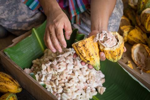 Opened,Raw,Fresh,Cocoa,Pod,In,Hands,With,Beans,Inside