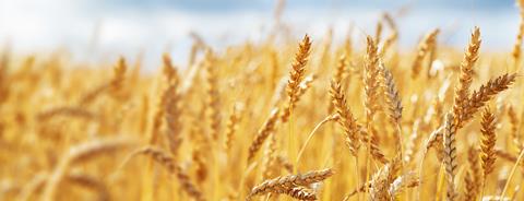 Close,Up,Of,Wheat,Ears,,Field,Of,Wheat,In,A
