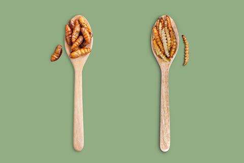 Bamboo,Edible,Worm,Insects,Crispy,Or,Bamboo,Caterpillar,And,Chrysalis