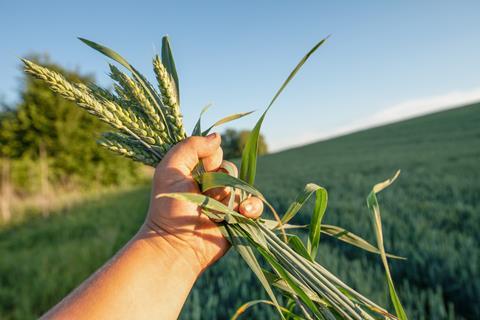 Witness,The,Miracle,Of,New,Life,With,This,Close-up,Of