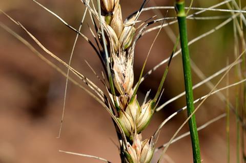 Wheat,Spike,Contamined