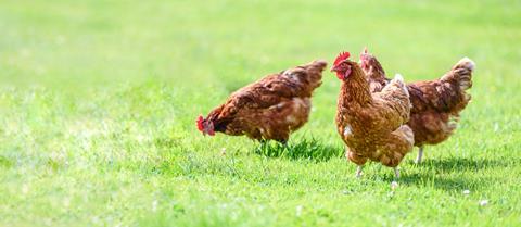 Hens,On,A,Traditional,Free,Range,Poultry,Organic,Farm,Grazing