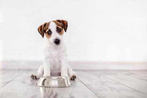 Dog,Eating,Food,From,Bowl.,Puppy,Jackrussell,Terier,With,Dogs