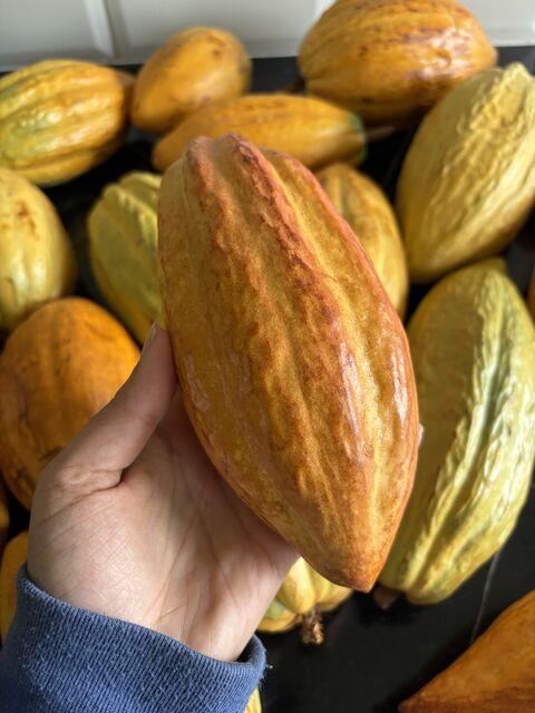 Image of cocoa pod grown at the University of Reading's International Cocoa Quarantine Centre