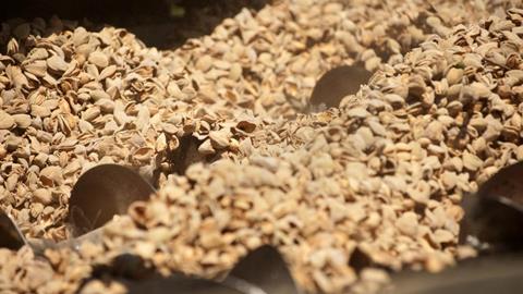 20140826_almond_harvest_3654