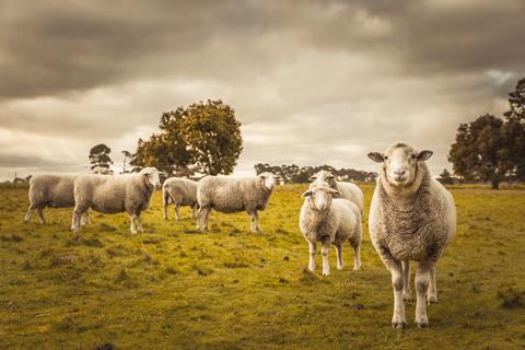 Australian,Countryside,Rural,Autumn,Landscape.,Group,Of,Sheep,Grazing,In