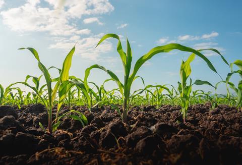Maize,Seedling,In,The,Agricultural,Garden,With,Blue,Sky