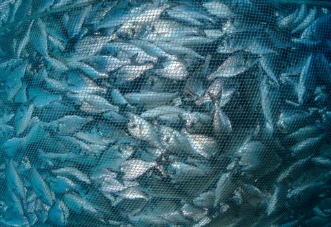 Fish,Farming,aquaculture,Nets.,Fishing,Industry