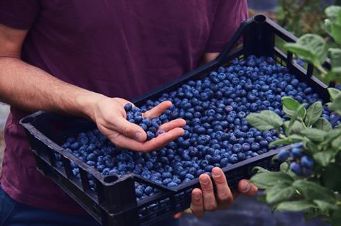 Lidl backs British berry production with £500m investment