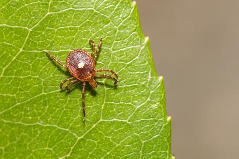 Lone,Star,Tick,-,Amblyomma,Americanum