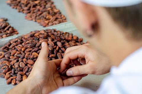 cocoa bean production line