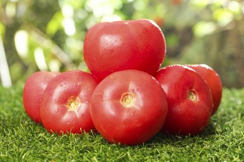 Fresh,Red,Tomatoes,With,Water,Droplets,Arranged,On,Green,Grass