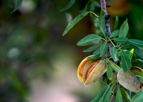 Ripe,Almonds,Ready,For,Harvest,,In,The,Late,Evening,Sun,