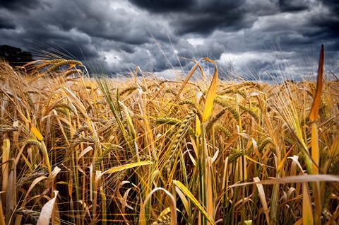 Moody,Low,Wide,Angled,Shot,Of,A,Wheat,Field,With