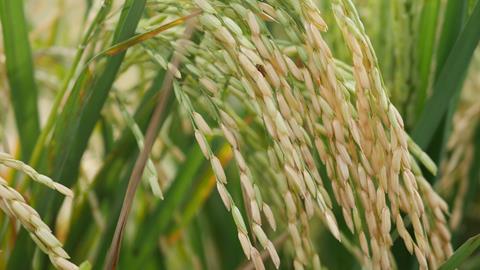 Close-up,Image,Of,Golden,Ripe,Rice,Grains,On,The,Stalk,