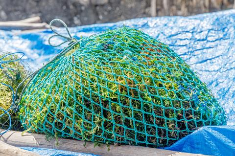 Seaweed,Farming.,Bags,Of,Collected,Seaweed.,Rote,Island,(pulau,Rote),