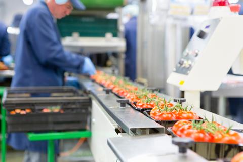 Worker,Packing,Ripe,Red,Vine,Tomatoes,On,Production,Line,In