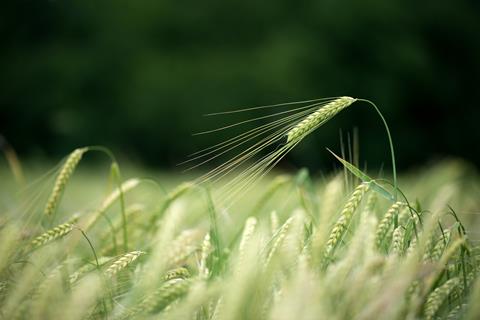 Single,Green,Barley,Plant,Against,Dark,Background.,Barley,Grain,Is