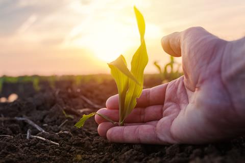 Farmer,Examining,Young,Green,Corn,Maize,Crop,Plant,In,Cultivated