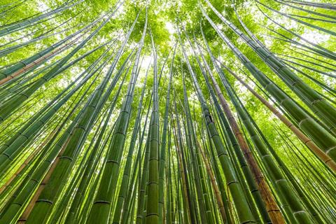Bamboo,Forest,At,Arashiyama,Looking,Up,To,Sky,,Kyoto,,Japan