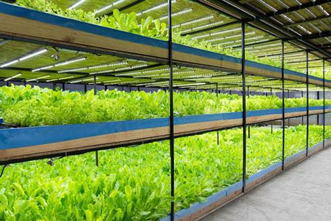 Vegetables,Are,Growing,In,Indoor,Farm.,Plant,Vertical,Farms,Producing