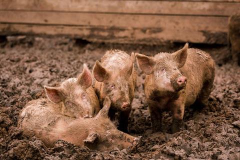 African,Swine,Fever,Virus,,Asfv.,Four,Pigs,In,The,Mud