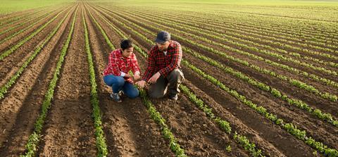 Young,Farmers,Examing,Planted,Young,Soy,In,Spring