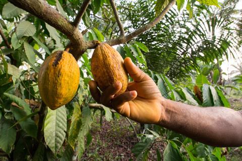 A,Man?s,Hand,Reaps,A,Ripe,Cocoa,In,Kumba,,Cameroon,