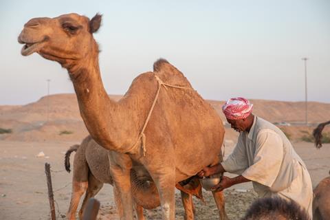 A,Sudani,Man,Milking,A,Female,Camel,,Jeddah,,Saudi,Arabia,