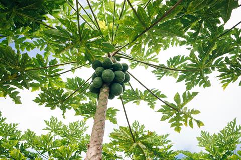 Close,Up,Of,A,Papaya,Tree,Whose,Fruit,Is,Ripe